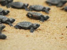 Baby Caretta Schildpadden in Dalyan